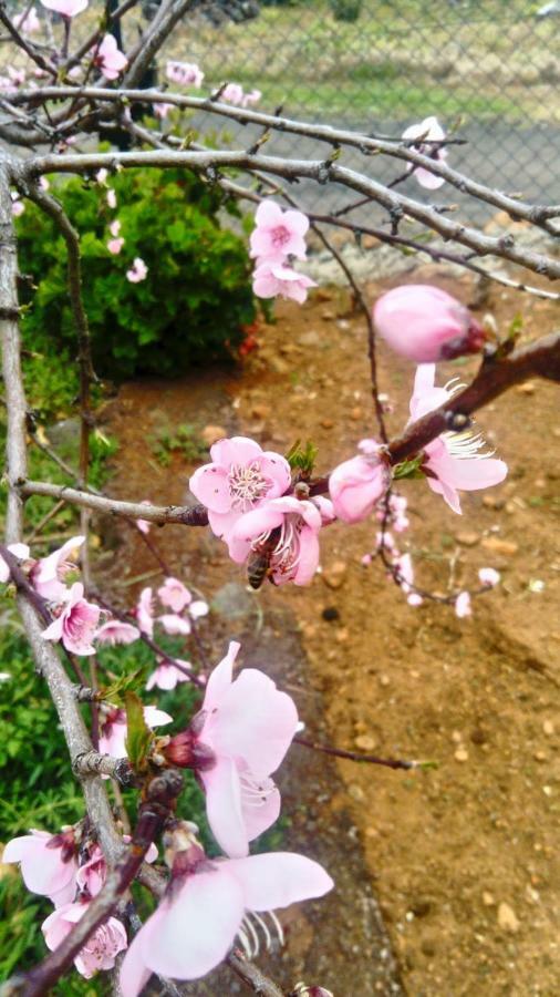 El Limonero Guest House Garafia Ngoại thất bức ảnh